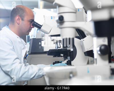 Scientist viewing parasites under light microscope in laboratory, Jenner Institute, Oxford University Stock Photo