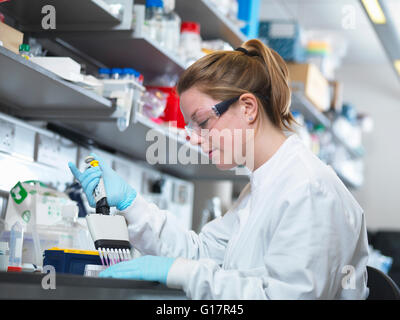 Scientist using multi-channel pipette to fill multiwell plate for analysis of antibodies by ELISA assay, Jenner Institute, Oxford University Stock Photo