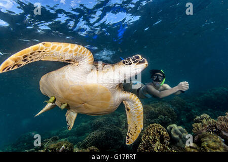Young woman swimming with rare green sea turtle (Chelonia Mydas),, Cebu, Philippines