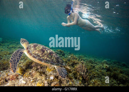 Young woman swimming with rare green sea turtle (Chelonia Mydas),, Cebu, Philippines Stock Photo