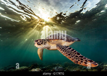 Rare green sea turtle (Chelonia Mydas), swimming in open ocean,, Cebu, Philippines Stock Photo