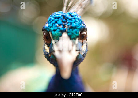 Close up portrait of staring blue peacock Stock Photo