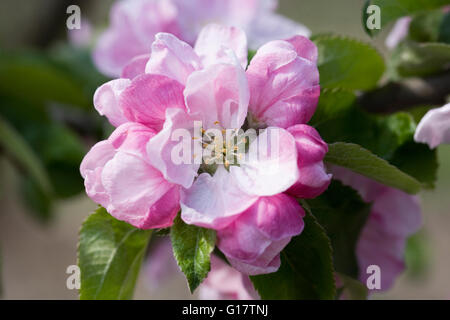 Malus domestica 'Dumellor's seedling'. Apple blossom in Spring. Stock Photo