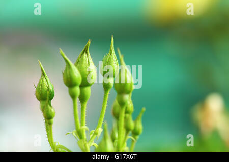 Bunch of rose buds in plant Stock Photo