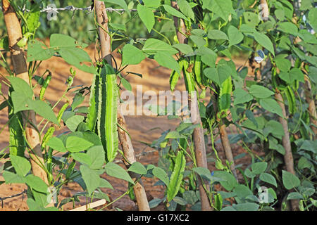 Fresh winged beans in vegetable garden in India. Also called Goa bean and four angled bean. All parts of the plant are edible. Stock Photo
