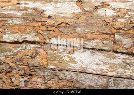 Damage wooden eaten by Termite in traditional thai house Stock Photo