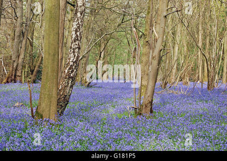 A carpet of bluebells make a stunning display in the woods on a spring morning in Hockering Woods, Norfolk, East Anglia, England Stock Photo