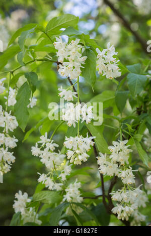 Himalayan Bladdernut Staphylea emodi in flower Stock Photo - Alamy