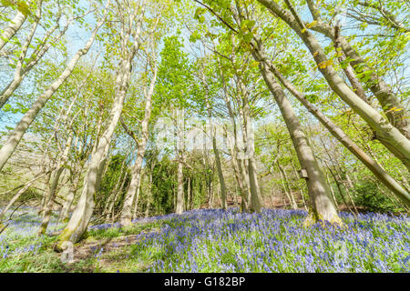 Colorful Spring Woodland at Bright Sunny Day with Bluebell Flowers Stock Photo