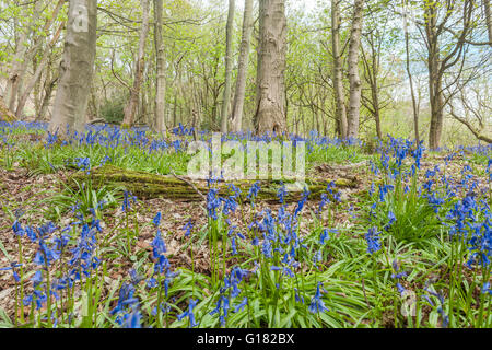 Spring Bluebell Flowers  Among Maple Tree Trunks Stock Photo