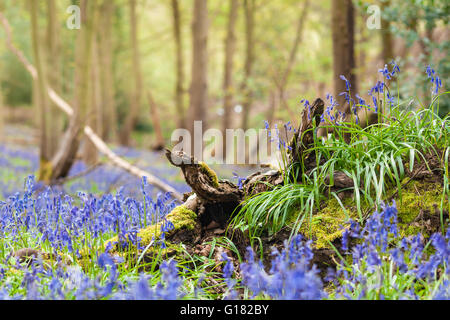 Wild Growing Bluebell Flowers on Twisted Tree Roots Stock Photo