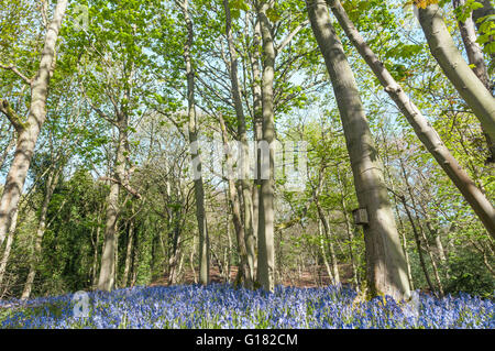 Maple Tree Forest at Spring with Blooming Bluebells Flowers Stock Photo