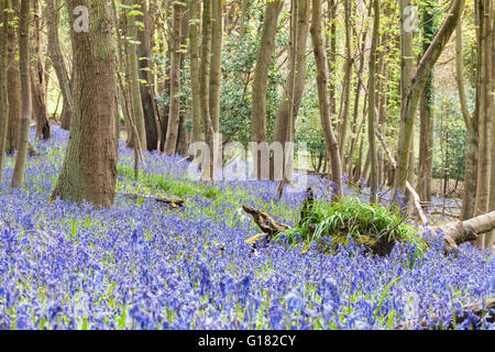 Wild Woodland Meadow With Bluebell Flowers at Spring Stock Photo
