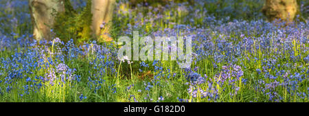 Spring Meadow Bluebell Flowers in Morning Light, Panoramic View Stock Photo