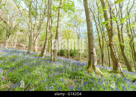 Maple Tree Woodland at Spring with Blossom Bluebell Flowers Stock Photo