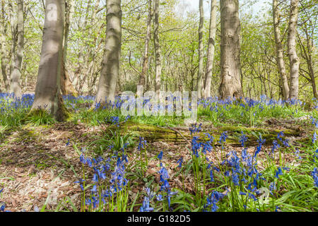 Bluebell Flowers Meadow Among Old Maple Trees Stock Photo