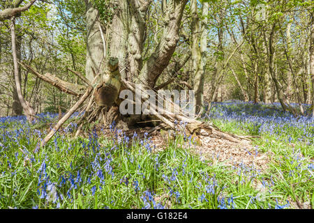 Shelter Made of Dried Tree Branches in the Woodland at Spring Stock Photo