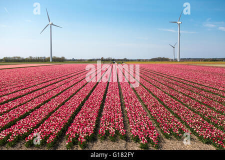 Tulips with wind turbines in The Netherlands. Tulip fields with mixed red and white tulips with three windmills. Stock Photo