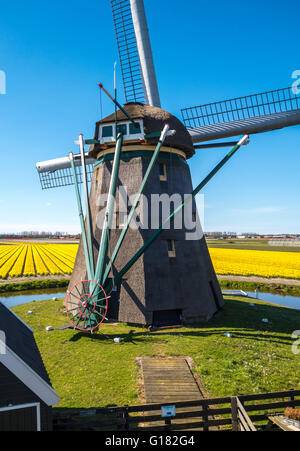 Windmill with tulip fields near the Keukenhof flower garden in Lisse, Holland, The Netherlands Stock Photo