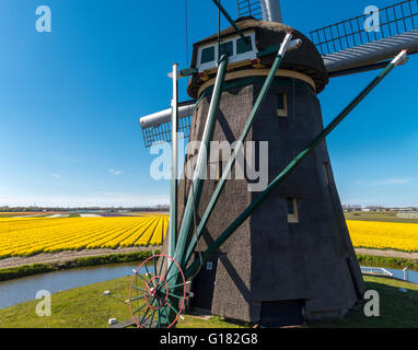 Windmill with tulip fields near the Keukenhof flower garden in Lisse, Holland, The Netherlands Stock Photo