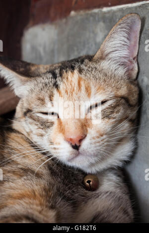 Siamese cat sleeping in home, stock photo Stock Photo