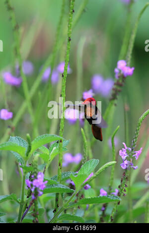 Ruby Topaz (Chrysolampis mosquitus) Stock Photo