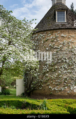 Espalier fruit tree in blossom against the pigeon house at Rousham House and Garden. Oxfordshire, England Stock Photo