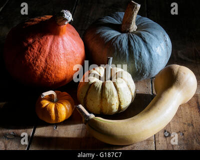 Squashes gourds and pumpkins Stock Photo