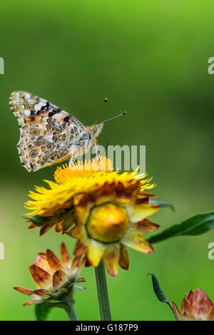 Butterfly resting on a flower Stock Photo