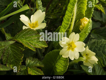 Primula vulgaris (common wild primrose) flowering in early May Stock Photo