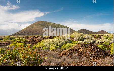 The Malpais de Guimar, Tenerife, with its flora of native plants which thrive in the extremely arid and salt-laden atmosphere Stock Photo