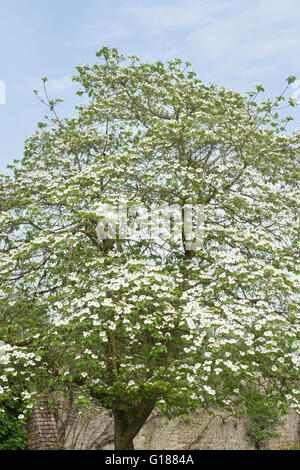 Cornus nuttallii. Dogwood tree in flower at Rousham House and Garden. Oxfordshire, England