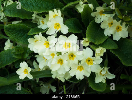 Primula vulgaris (common wild primrose) flowering in early May after the cold spring of 2013 Stock Photo