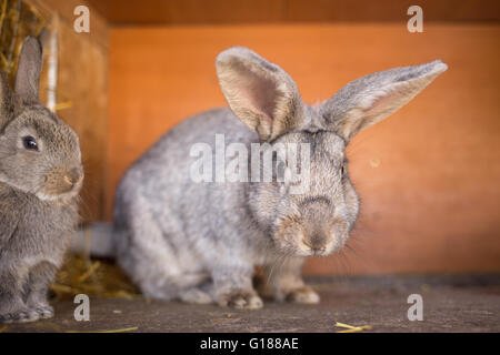 Mature rabbit doe in farm cage or hutch. Breeding rabbits background Stock Photo