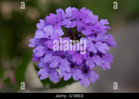 Verbena flowers on bokeh background. Shot with a selective focus Stock Photo