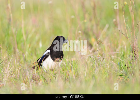 Common Magpie (Pica pica) with nesting material in its bill. Lleida province. Catalonia. Spain. Stock Photo