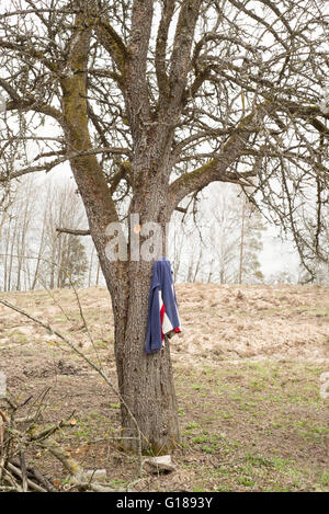 dirty  sweater hanging on a tree Stock Photo