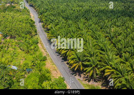 PALMAR SUR, COSTA RICA - Aerial of palm oil plantation, and road, in Puntarenas Province Stock Photo