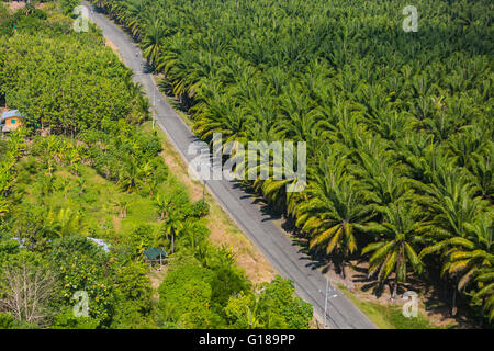 PALMAR SUR, COSTA RICA - Aerial of palm oil plantation, and road, in Puntarenas Province Stock Photo