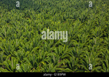 PALMAR SUR, COSTA RICA - Aerial of palm oil plantation, in Puntarenas Province Stock Photo