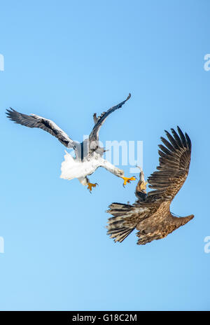 Steller's Sea Eagle in flight stealing a fish from a juvenile White Tailed Eagle Stock Photo