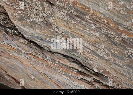 Barnacles on colourful rock, England. Stock Photo