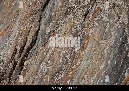 Barnacles on colourful rock, England. Stock Photo