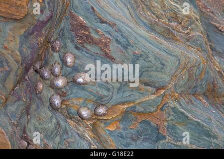 Limpets on a colourful rock face at Hope Cove, Devon, England. Stock Photo