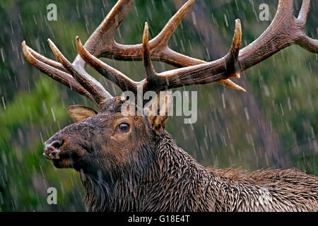 Elk Bull with large Antlers in late autumn enduring  rain and wet snow storm. Stock Photo