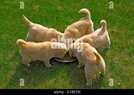 Golden Retriever five puppies feeding together Stock Photo