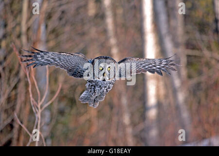 Great Grey Owl in flight, hunting