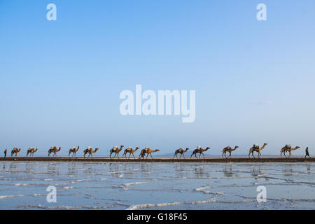 Camel caravans carrying salt blocks in the danakil depression, Afar region, Dallol, Ethiopia Stock Photo