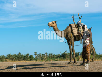 Afar tribe man with his camel in front of palm trees, Afar region, Afambo, Ethiopia Stock Photo