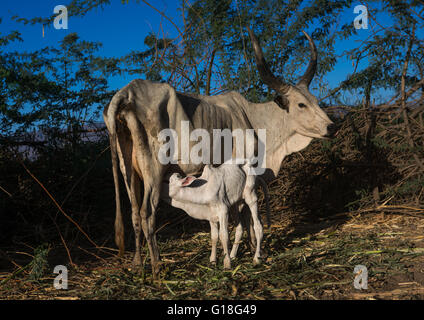 Cows in an afar tribe farm, Afar region, Afambo, Ethiopia Stock Photo ...